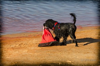  Ace  - Shore Bag, October 2020 