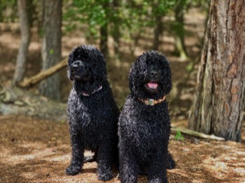  Ace Hanging Out With Scout 8/2020 